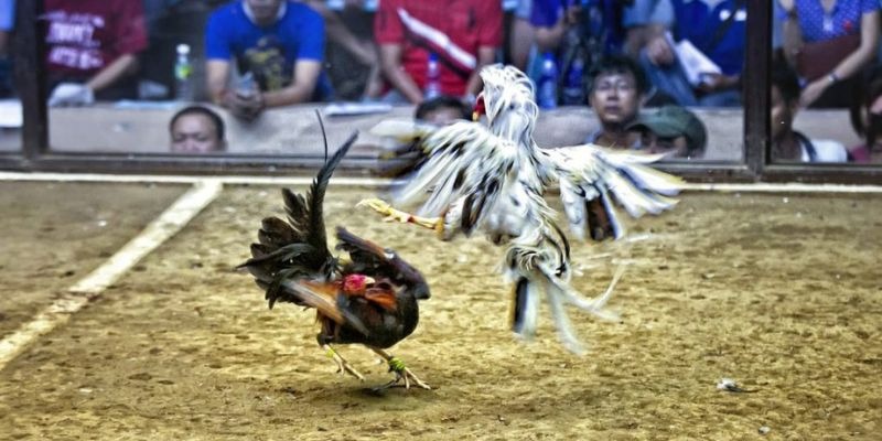 qq88 bắn cá